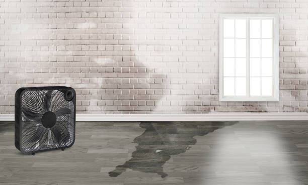 Best Mold removal after water damage  in Perkins, OK